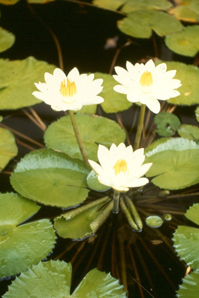 N lotus